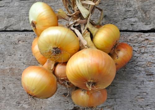 Картинки виды лука. 10 съедобных видов лука, которые можно и нужно выращивать у себя на огороде 14 Картинки виды лука. 10 съедобных видов лука, которые можно и нужно выращивать у себя на огороде 14