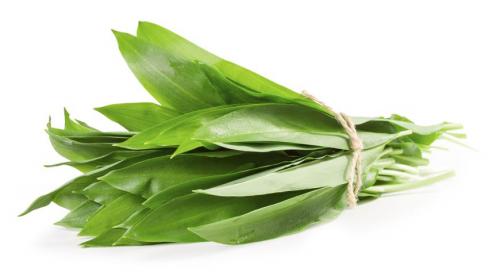 Картинки виды лука. 10 съедобных видов лука, которые можно и нужно выращивать у себя на огороде 07 Картинки виды лука. 10 съедобных видов лука, которые можно и нужно выращивать у себя на огороде 07