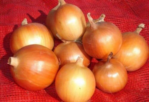 Сорта лука репчатого. Самые популярные сорта лука