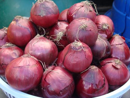 Картинки виды лука. 10 съедобных видов лука, которые можно и нужно выращивать у себя на огороде 19 Картинки виды лука. 10 съедобных видов лука, которые можно и нужно выращивать у себя на огороде 19