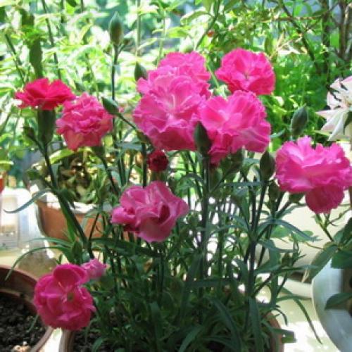 Выращивание садовой гвоздики в теплице. Особенности выращивания 06