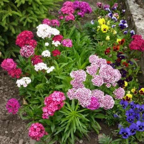 Выращивание садовой гвоздики в теплице. Особенности выращивания 08