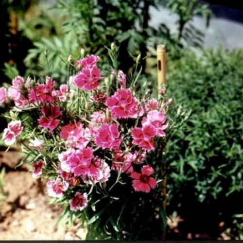 Выращивание садовой гвоздики в теплице. Особенности выращивания 05