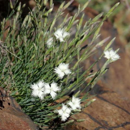 Выращивание садовой гвоздики в теплице. Особенности выращивания 07