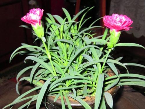 Как вырастить гвоздику дома. Гвоздика в горшке — уход в домашних условиях