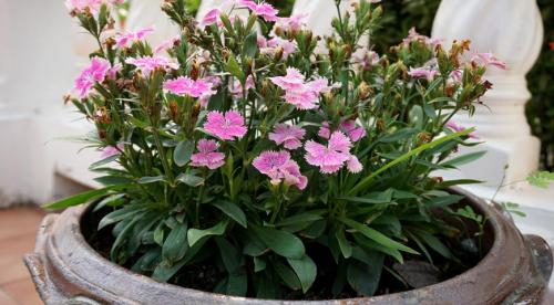 Выращивание садовой гвоздики в теплице. Особенности выращивания 10