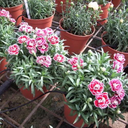 Выращивание садовой гвоздики в теплице. Особенности выращивания 04