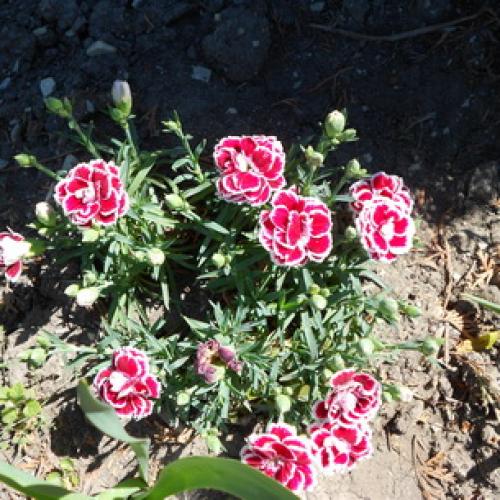 Выращивание садовой гвоздики в теплице. Особенности выращивания 09