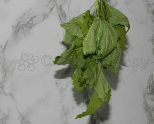 Как хранить листья смородины на зиму для чая. Заготовка листьев черной смородины для лечения на зиму 03