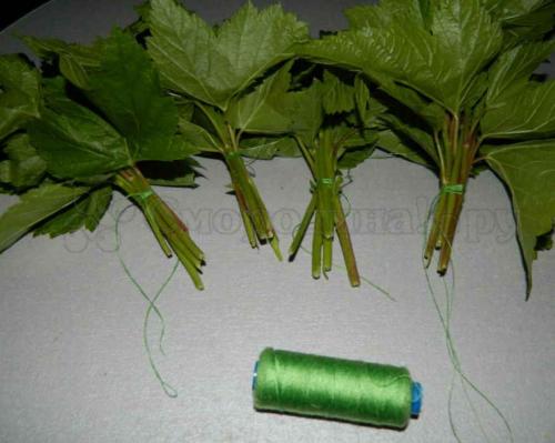 Как хранить листья смородины на зиму для чая. Заготовка листьев черной смородины для лечения на зиму 01