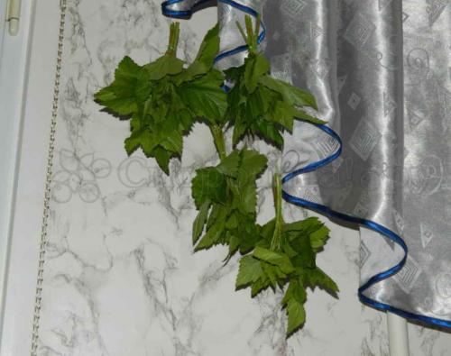 Как хранить листья смородины на зиму для чая. Заготовка листьев черной смородины для лечения на зиму 02