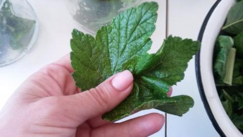 Можно ли заморозить листья малины. Сушка и заготовка листьев смородины и малины для чая