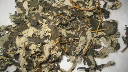 Можно ли заморозить листья смородины. Как и когда собирать листья смородины и малины для сушки на зиму