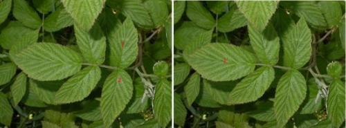 Когда собирать листья смородины. Когда собирать листья малины и смородины для сушки на зиму