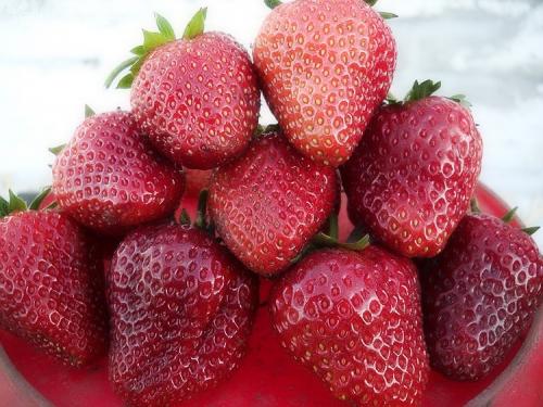 Как сделать рассаду клубники. Как вырастить клубнику из семян в домашних условиях