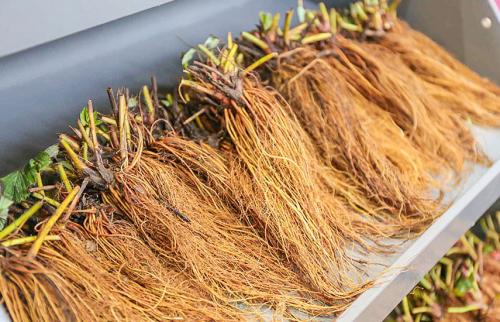 Клубника Фриго когда сажать. Клубничная энциклопедия: все о рассаде Фриго