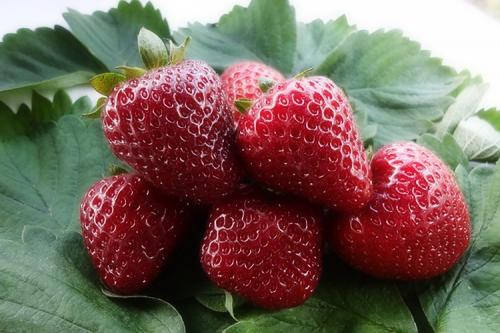 Как сделать рассаду клубники. Как вырастить клубнику из семян в домашних условиях