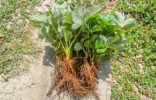 Клубника Фриго когда сажать. Клубничная энциклопедия: все о рассаде Фриго