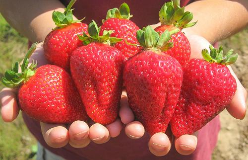 Клубника Фриго когда сажать. Клубничная энциклопедия: все о рассаде Фриго