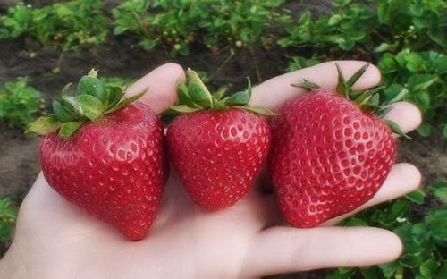 Как сделать рассаду клубники. Как вырастить клубнику из семян в домашних условиях