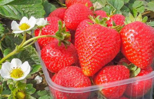 Клубника Фриго когда сажать. Клубничная энциклопедия: все о рассаде Фриго