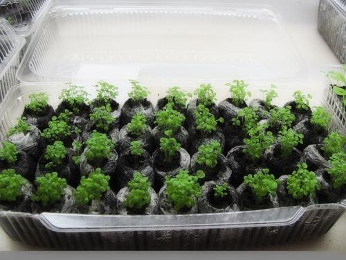 Как сделать рассаду клубники. Как вырастить клубнику из семян в домашних условиях