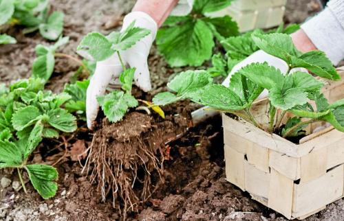 Рассада клубники Фриго. Земляника (клубника) фриго: особенности посадки, выращивания, ухода