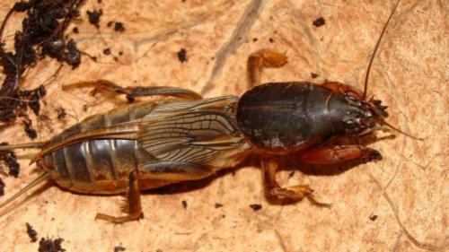 Лучшее средство от медведки. Медведка: описание и причиняемый вред