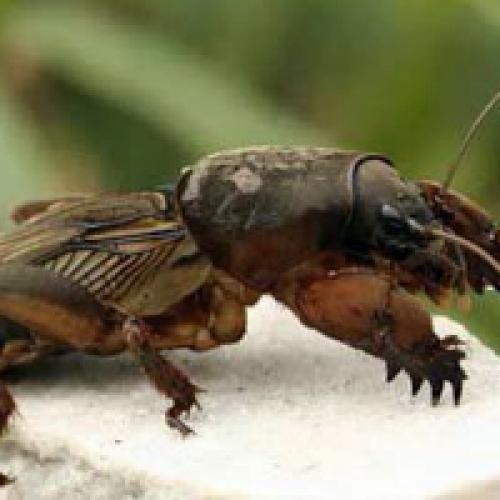 Кто ест медведку. Медведка и как с ней бороться народными средствами