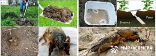 Кто ест медведку. Медведка и как с ней бороться народными средствами