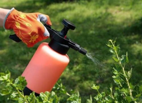 Обработка смородины от вредителей после сбора урожая. Меры профилактики после уборки урожая