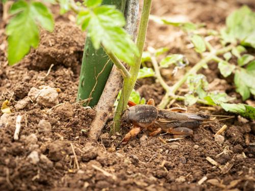 Медведка вредитель огорода. Польза и вред
