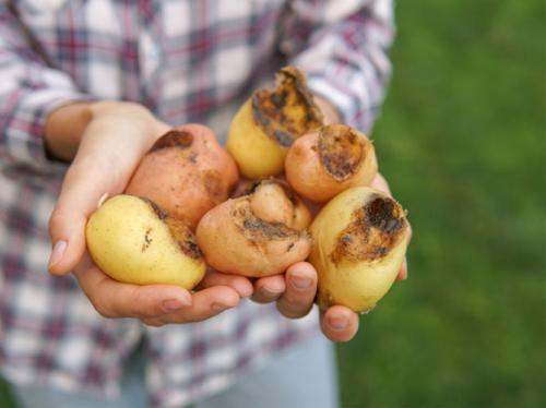 Медведка вредитель огорода. Польза и вред