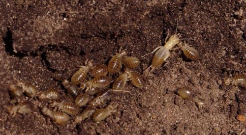 Лучшее средство от медведки. Медведка: описание и причиняемый вред