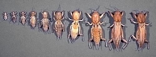 Медведка личинка. Личинка медведки