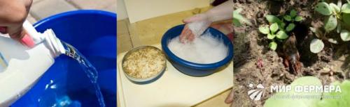 Кто ест медведку. Медведка и как с ней бороться народными средствами