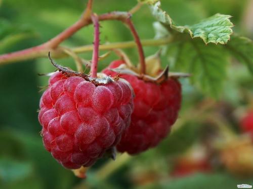 Чай из веток малины. Чай из веток при простуде и гриппе