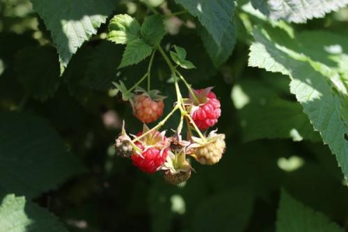 Как приготовить чай из веток малины. Ветки малины - для здоровья