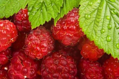 Как заготовить веточки малины на зиму. Польза чая из веток малины: простые рецепты