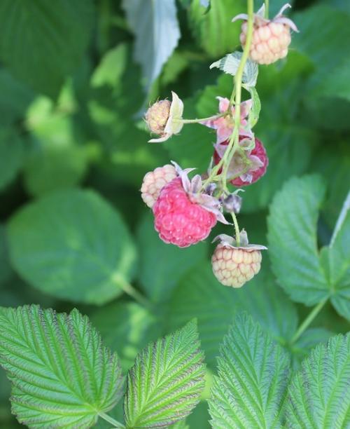 Как приготовить чай из веток малины. Ветки малины - для здоровья