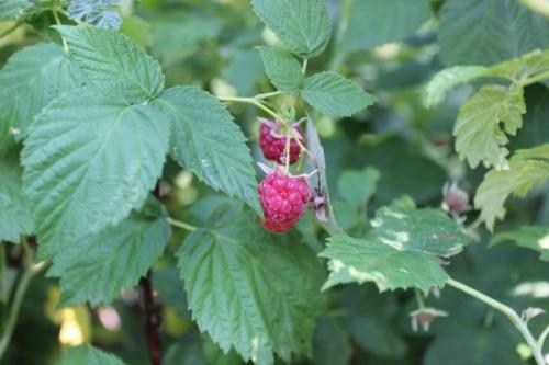 Как приготовить чай из веток малины. Ветки малины - для здоровья