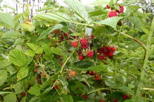 Как заготовить веточки малины на зиму. Польза чая из веток малины: простые рецепты