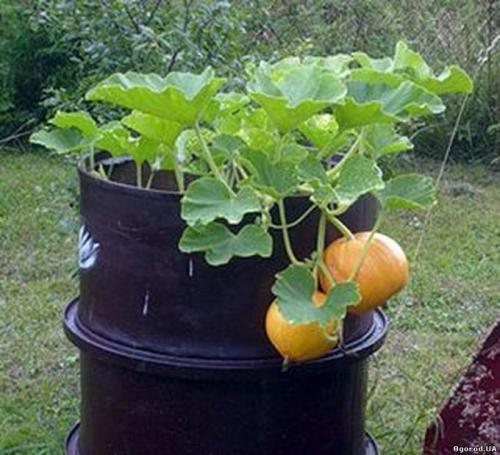 Выращивание тыквы в ведре. Три основных метода выращивания тыквы на садовом участке