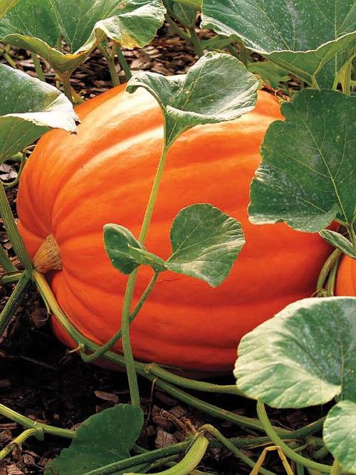 Выращивание тыквы в ведре. Три основных метода выращивания тыквы на садовом участке