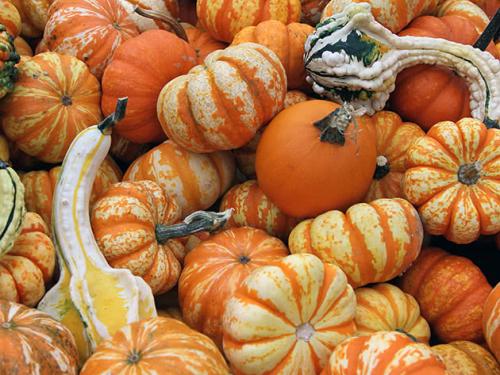 Выращивание тыквы от а до я. Как сеять семена