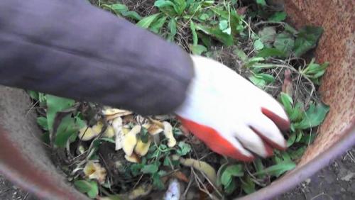 Выращивание тыквы в ведре. Три основных метода выращивания тыквы на садовом участке