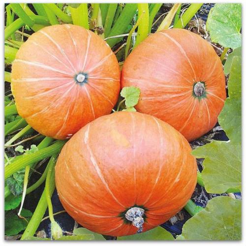 Выращивание тыквы в ведре. Три основных метода выращивания тыквы на садовом участке