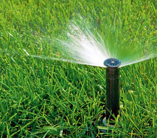 Какую газонную траву лучше посадить на даче. Газонные травы, посадка газона и полив