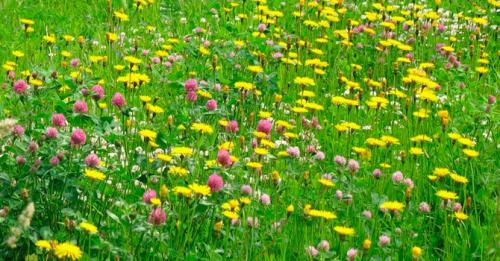 Газонная трава по которой можно ходить. Какой газон лучше посадить на даче: описание и виды трав