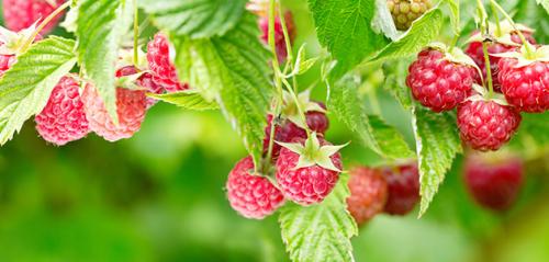 Чай из веток смородины и МАЛИНЫ. Польза веток МАЛИНЫ